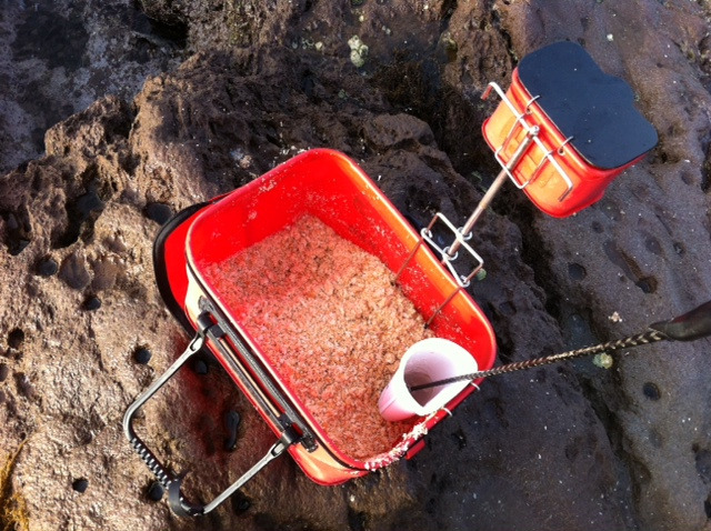 メジナ グレのパン粉釣法 しまちゃんの釣りログ